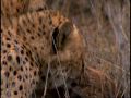 Natures perfect predators  cheetah
