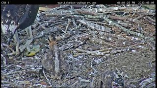 Lake Murray Osprey Lucy goes fishing again brings fish to nest 6:00pm 5-9-2023
