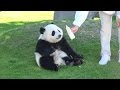 桜浜 桃浜 Panda cub milk time パンダ アドベンチャーワールド