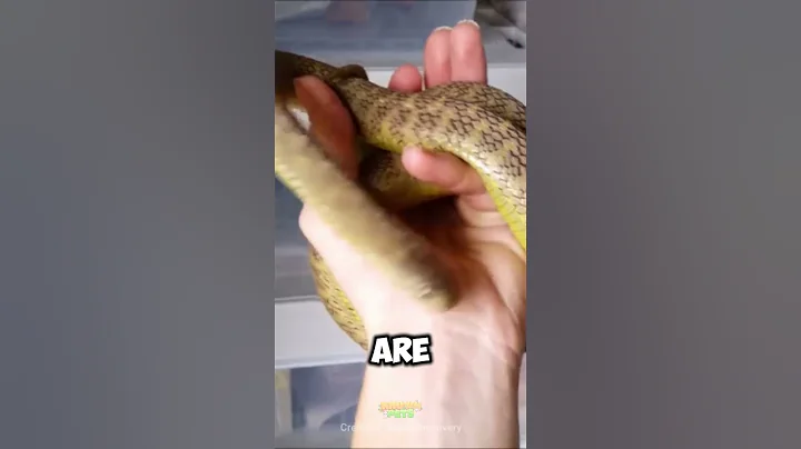 African Egg-Eating Snake The Pet That Only Eats Eggs #UniqueDiet