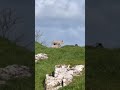 Sheep #shepherd
