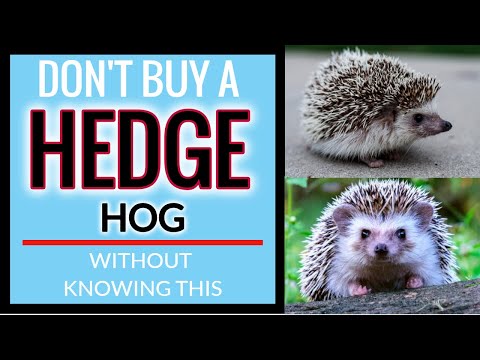 Video: Posible Bang Magbigay Ng Isang Hedgehog Milk