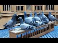 الزاجل راجل   الحمام الزاجل وانواعه واسعاره ومميزاته
