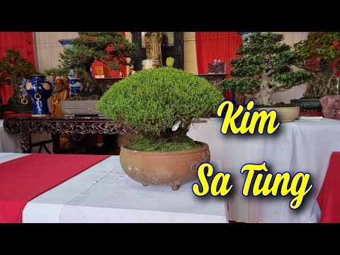 Video SH.6465. Bonsai lá kim Kim Sa Tùng dòng cây độc đáo... - youtube