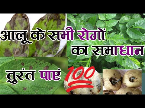 वीडियो: आलू के रोग