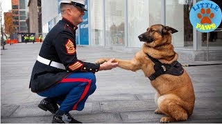 Dogs Welcoming Soldiers Home Compilation 2018