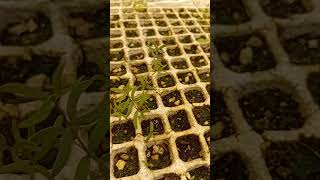 como germinar semilla de gobernadora