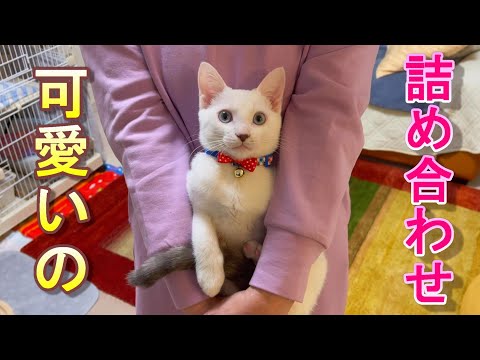 楽しかったり寂しかったりする猫達の表情が可愛くて毎日が癒されています