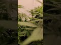Cream Mandarine, Crystal Candy und Sweet Skunk von Sweet Seeds #gardening #indoor #spiderfarmerled