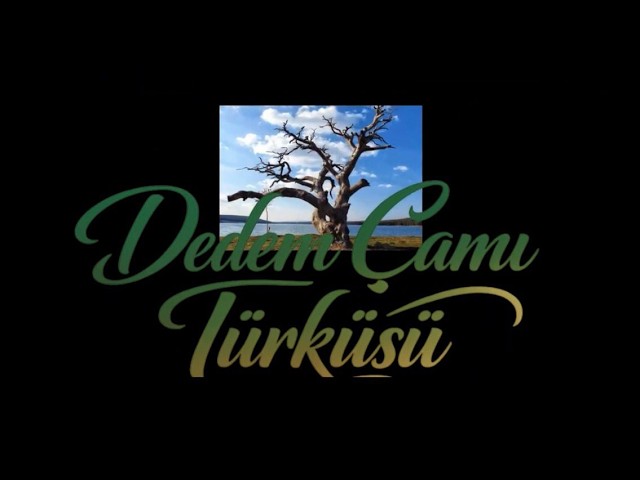 SEBEN-Solaklar Yaylası ASIRLIIK, DEDEM ÇAMI Kurudu.#solaklaryaylası #sbvibesmusic # #bolu