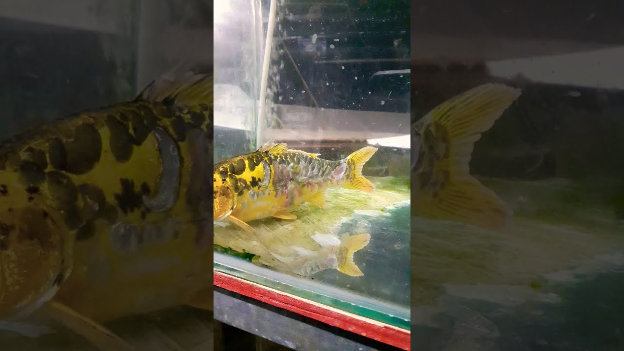 Fungal Infection Treatment On A Koi YouTube fungal-infection-treatment-on-a-koi-youtube