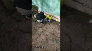 На Одещині хлопчик проявив турботу до безпритульних кошенят (Вигода 2023)