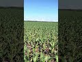 Maizales este video lo grabé para mis seguidores amantes de los maizales