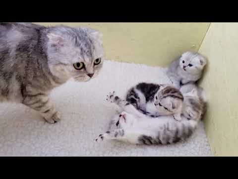 Video: Wanneer die kat miaau?
