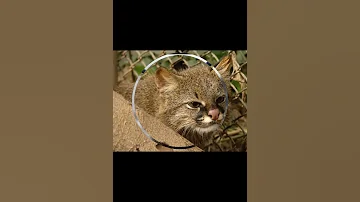 Пампасская кошка, или колоколо