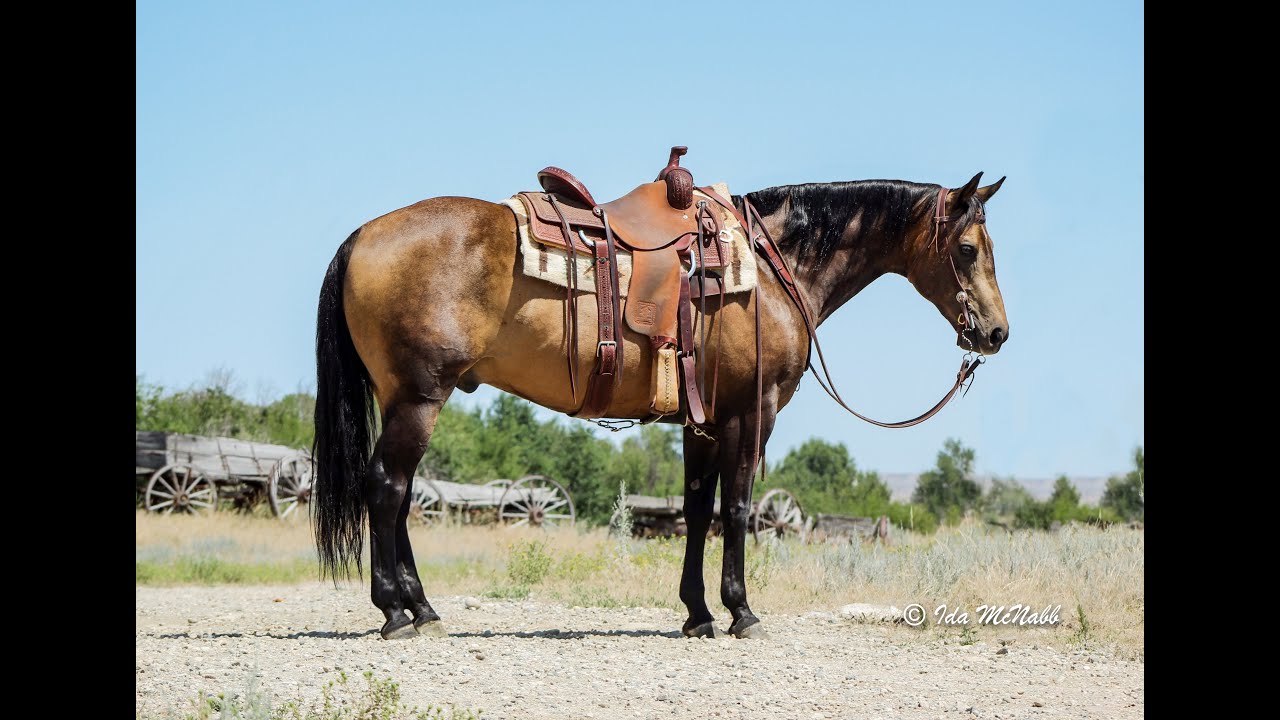 Lot #13 Moonshine--Diamonds in the Desert Premier Horse Sale~Reno