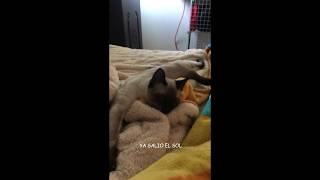 Gatitos desvelados no se quieren levantar. by Rudo Zavala 60 views 4 years ago 2 minutes, 16 seconds