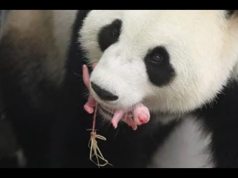 World's WORST Animal Parents