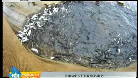 Только до февраля можно будет купить легальный омуль в Иркутской области