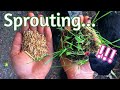 Sprouts for Chickens - Let's make it simple!