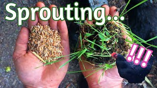 Sprouts for Chickens - Let's make it simple!