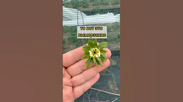 Чёрная серединка у цветка клубники