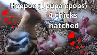 Hoopoe & Its 4 Amazing 'Punk' Fluffy Chicks 🐣🐣🐣🐣They Look Out of This World!