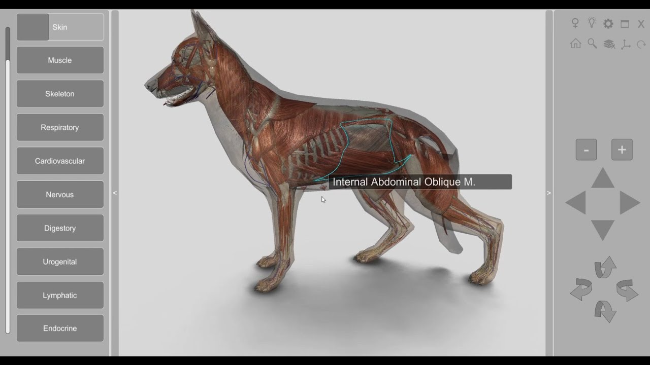 3D Dog Anatomy  for desktop - YouTube