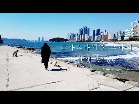 코카스파니엘 <strong>브라더</strong> 맥스군과 로이군 그리고 길군과 맥스양
