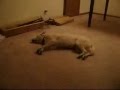 お笑い犬 夢の中で走り出す寝ぼけた犬 衝撃★笑劇の結末 Dog runs half asleep. Funny