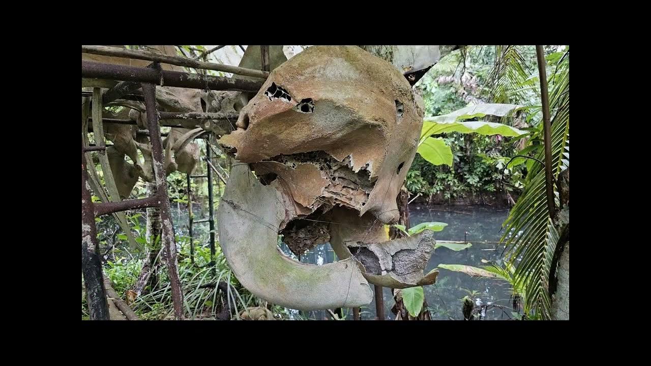 Thailand Ao Nang Giant Catfish Farm YouTube