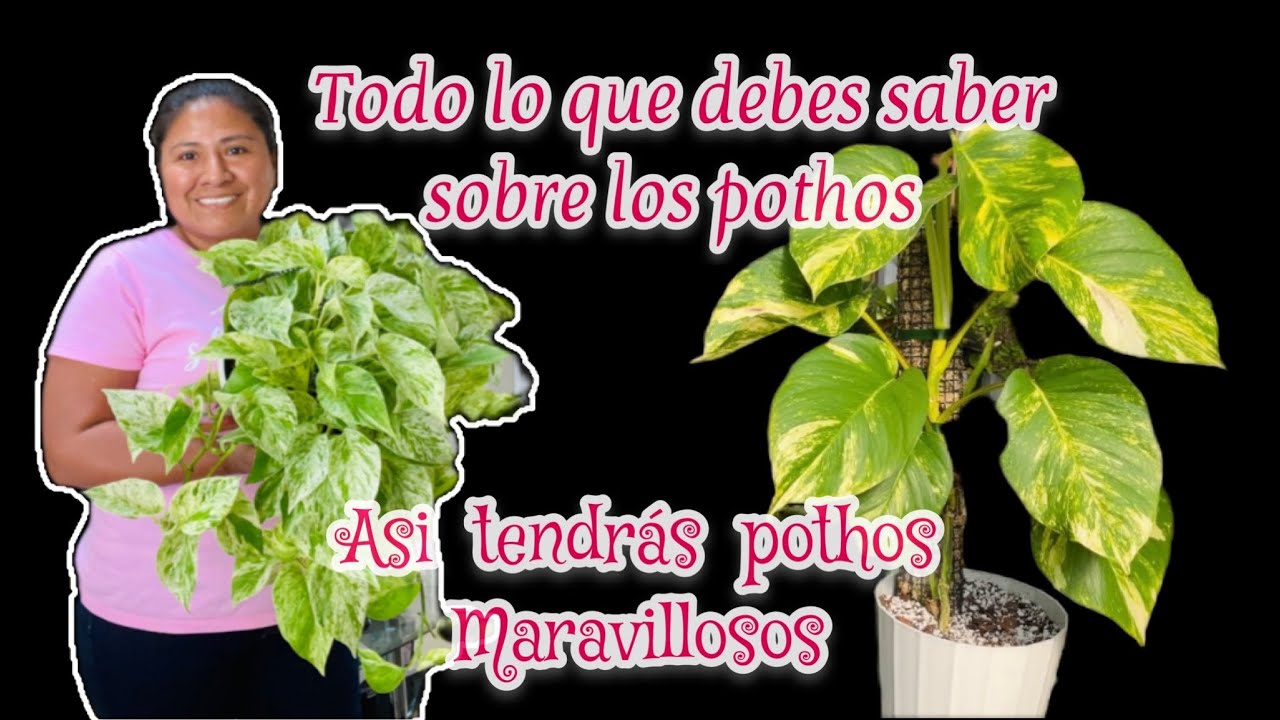 LO QUE DEBES SABER DE LOS POTHOS  Esta planta es una maravilla