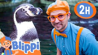 Meet A Penguin! | Blippi | 🔤 Moonbug Subtitles 🔤 | Learning Videos