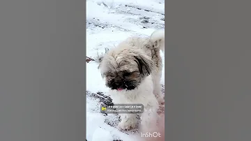 trippin out on the snow! ❄️❄️🐾🐾 #shihtzu #snow #happy