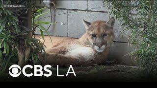 Famous Mountain lion tranquilized in busy Old Town Pasadena Net Worth