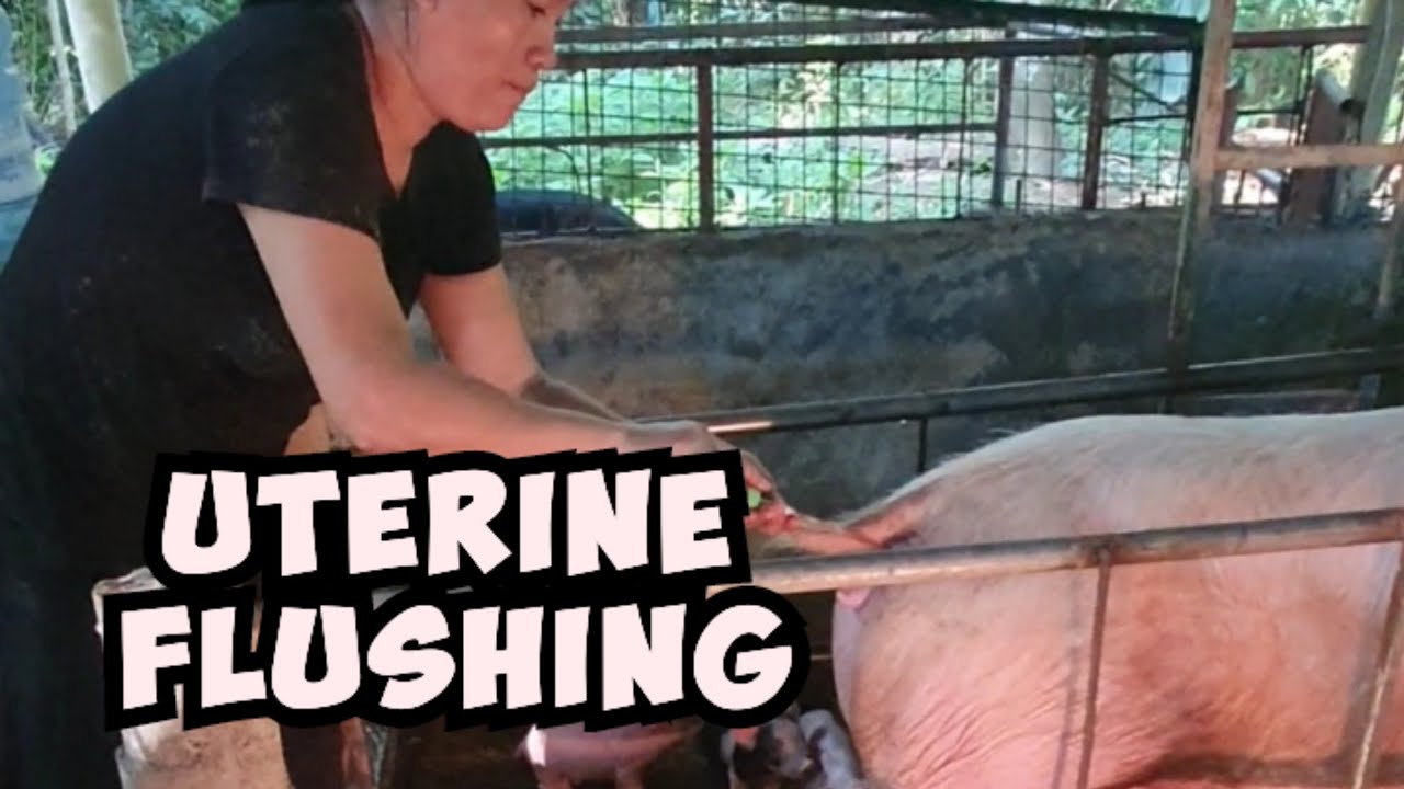 Uterine Flushing sa kapapanganak na inahin.