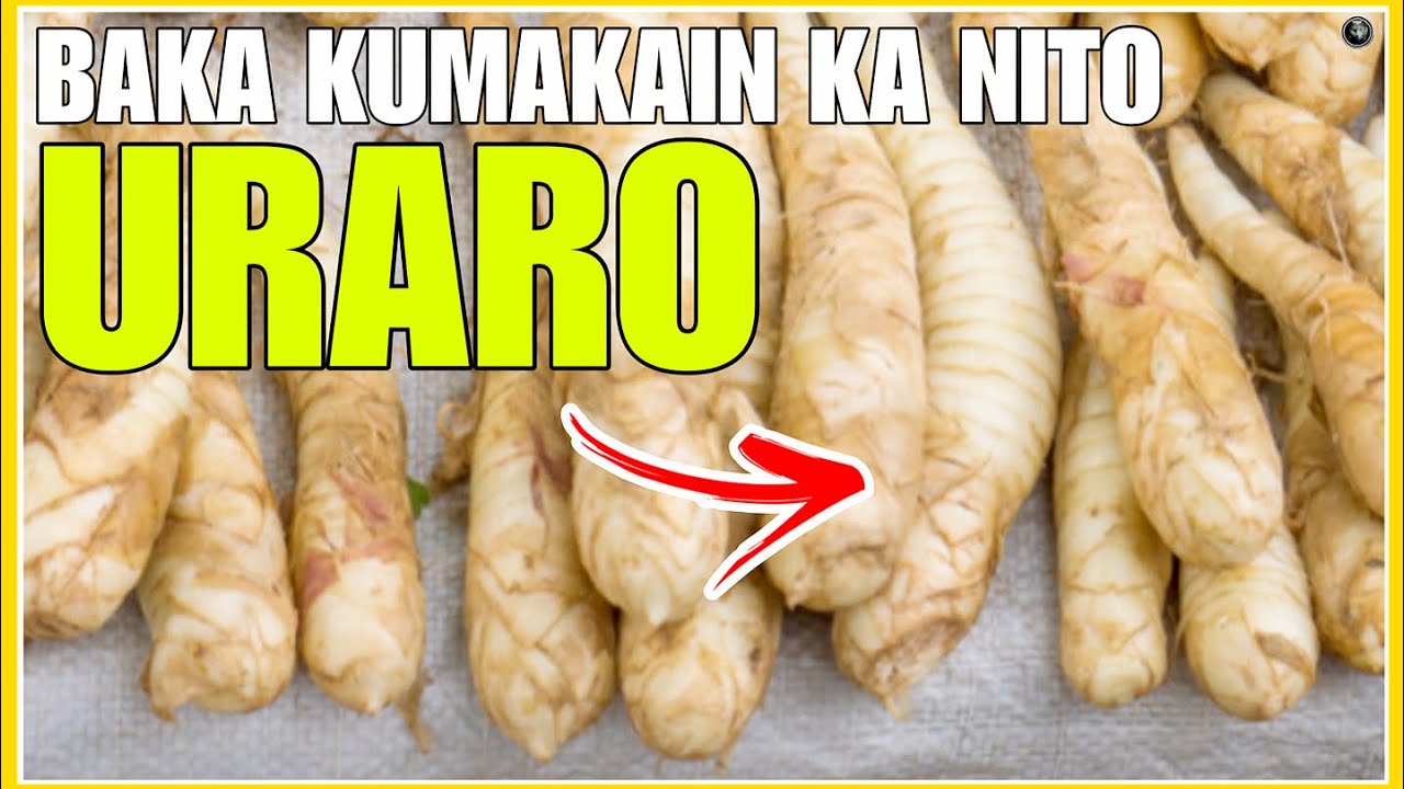 Baka Kumakain Ka ng URARO o ARROW ROOT Panoorin Mo muna Ito | Bhes Tv