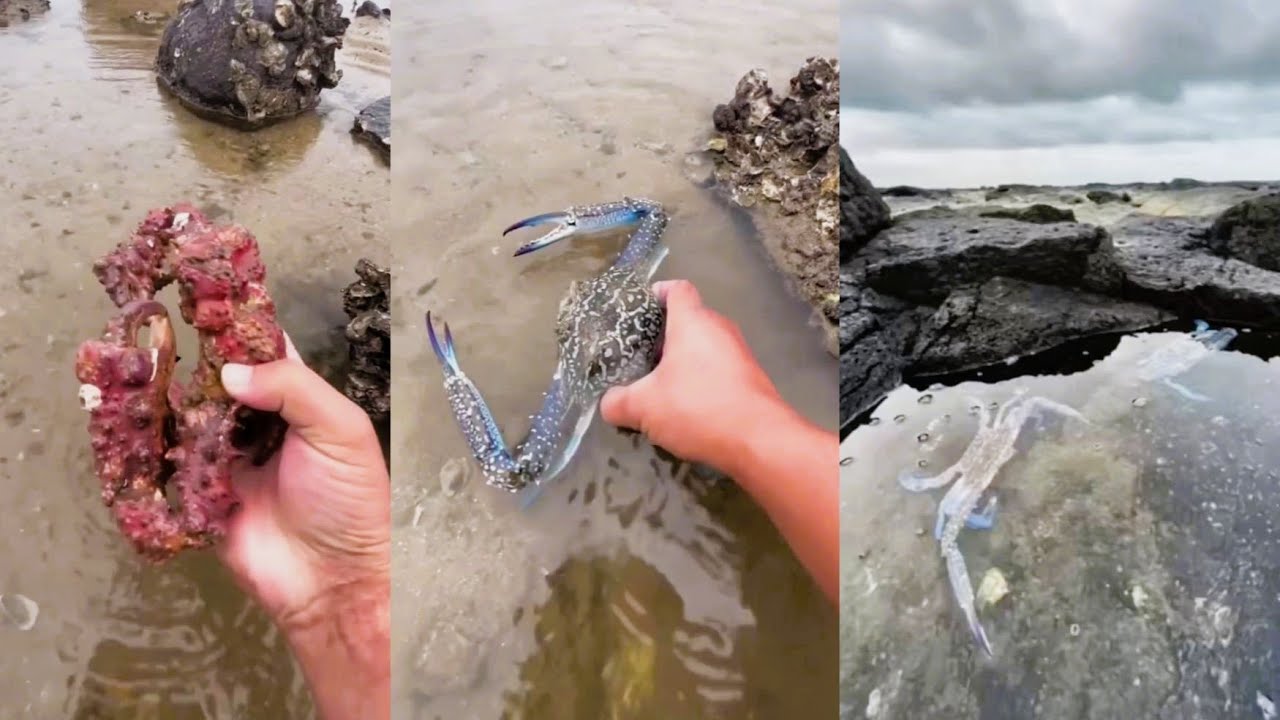 Поймал странного краба. Видео с рыбалкой. 