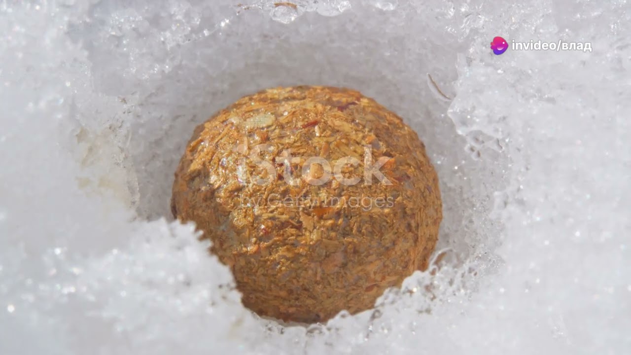 откройте для себя удивительный мир зайцев