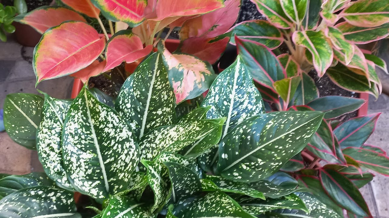 Coleção de aglaonemas,  troquei de vaso e substrato que uso.  Plantas de sombra.