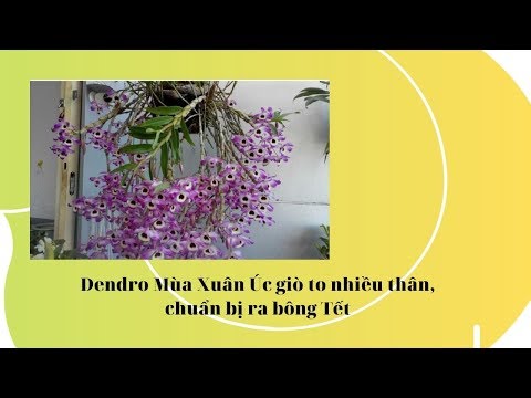 Video ????????Độc đáo Dendro Mùa xuân Úc, cây có hoa chơi Tết |... - youtube