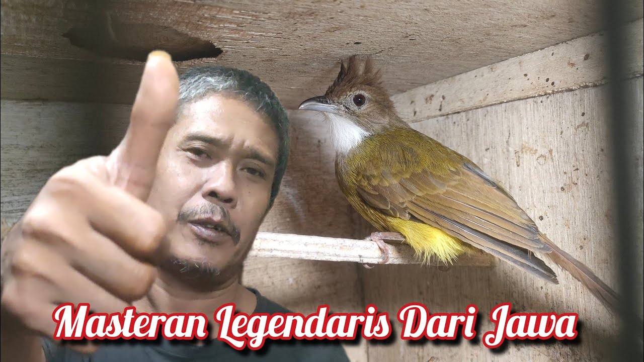 BURUNG MASTERAN LEGENDARIS DARI JAWA