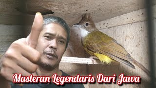 Download Lagu BURUNG MASTERAN LEGENDARIS DARI JAWA MP3