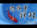 【錦鯉】色揚げ用エサで安い紅白の紅質はあがるのか検証してみた