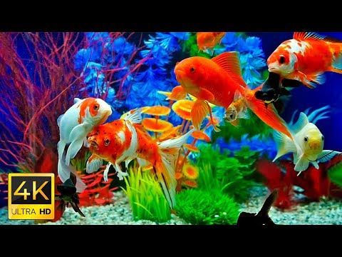 Aquarium Sea Animals With Relaxing Music