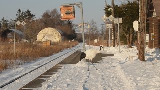 view タンチョウと“共生する”無人駅　北海道・釧網線の茅沼駅