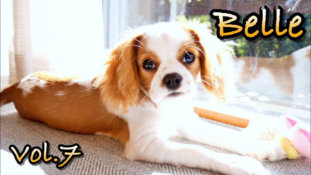 【4K】MRI検査について│キャバリア ベル Belle