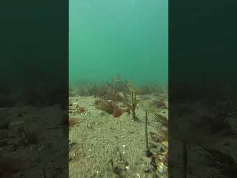 These are marine worms with the fan/feather like part used for feeding and respirating!