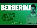 Cómo Funciona La Berberina [Beneficios Y Contras]