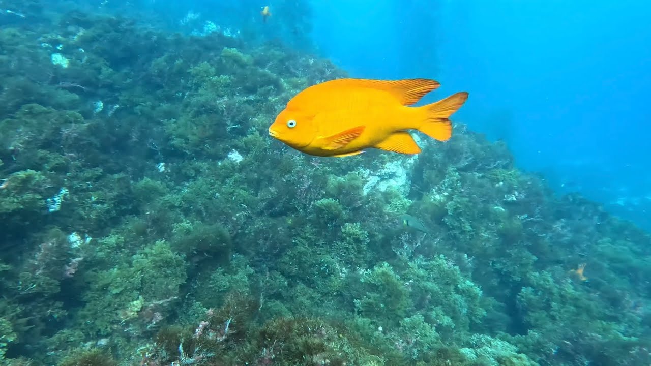 Scuba diving at San Clemente Island, Channel Islands, Southern California, Aug 2025